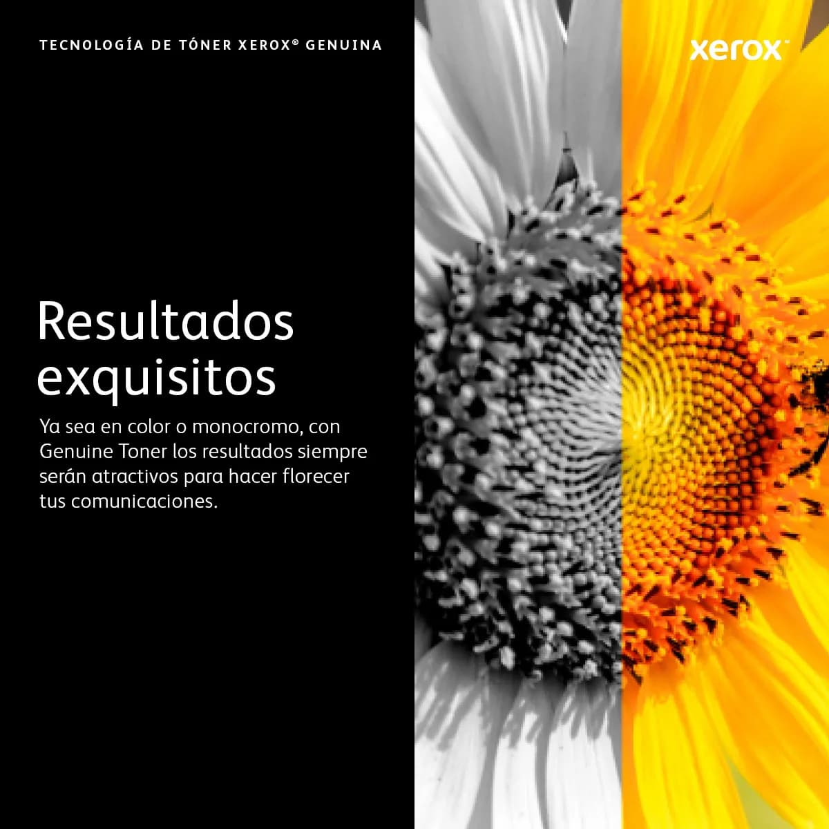 Xerox 006R01573 cartucho de tóner 1 pieza(s) Original Negro 7
